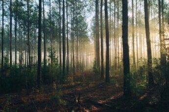 Dzikie wysypiska śmieci – ogromny problem zaśmiecania lasów